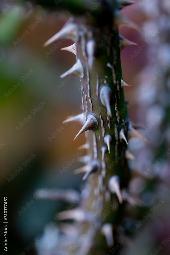 Obraz premium 薔薇のトゲ