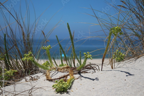 Planta en playa desierta