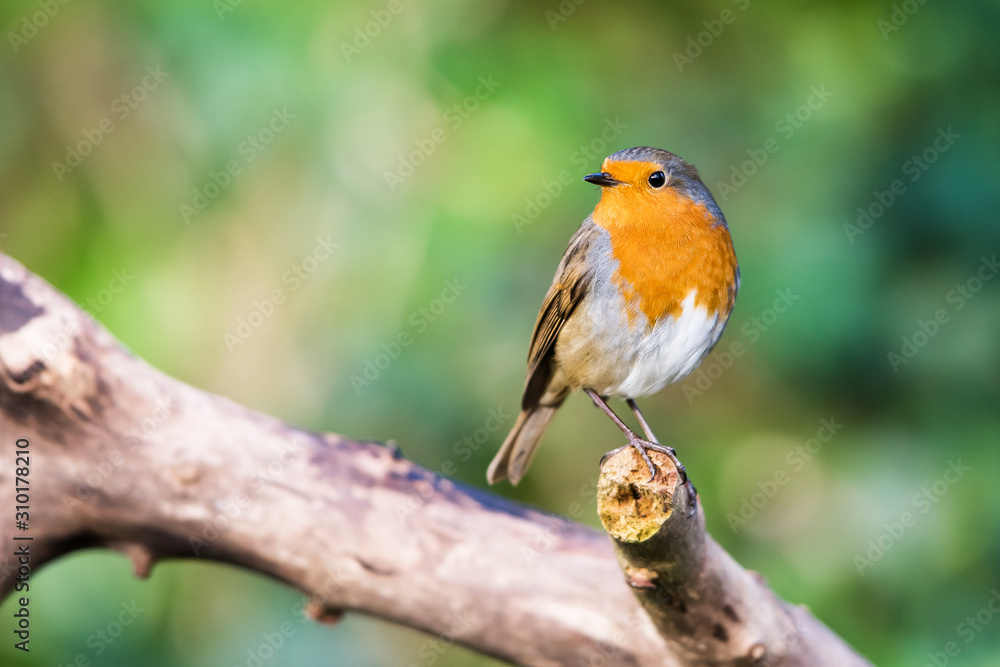 European Robinin in his environment. His Latin name is Erithacus rubecula. European Robinin in his environment. His Latin name is Erithacus rubecula.
