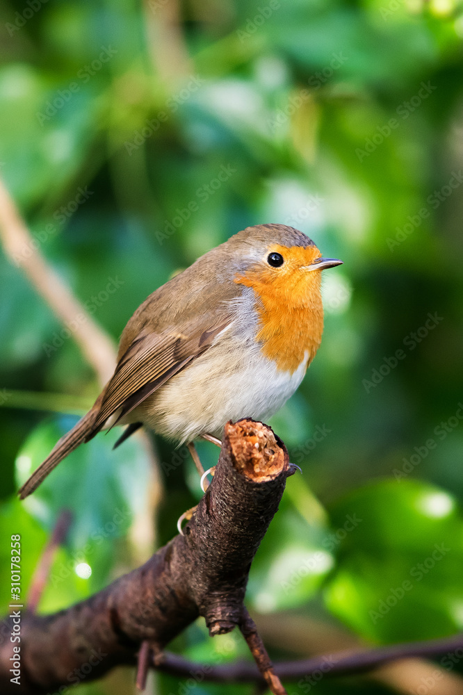 European Robinin in his environment. His Latin name is Erithacus rubecula. European Robinin in his environment. His Latin name is Erithacus rubecula.