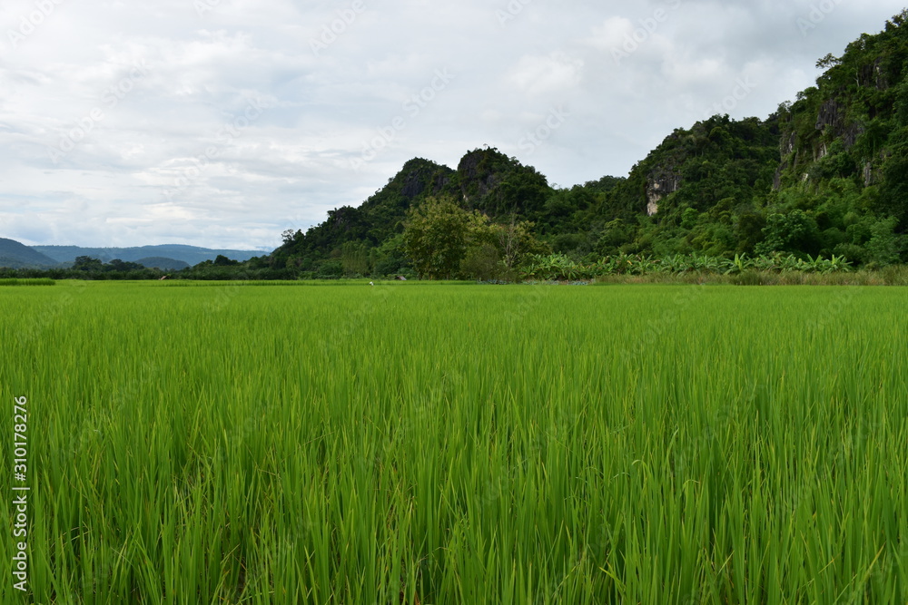 green rice field and blue sky