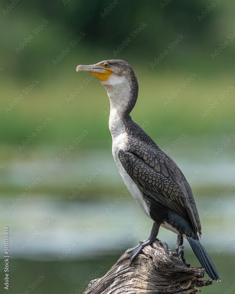 Fototapeta premium Cormorant
