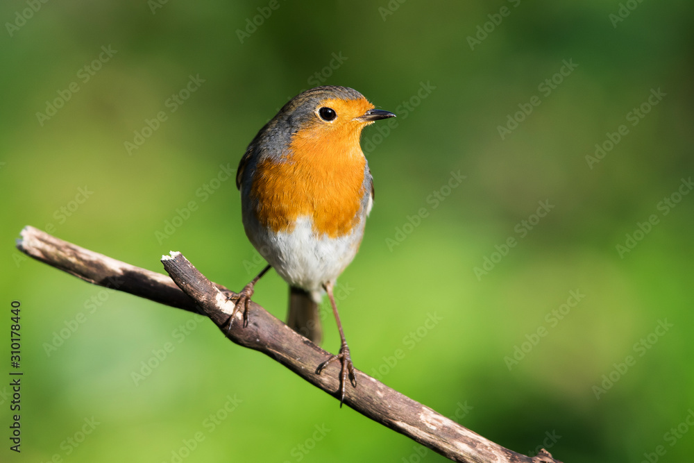 European Robinin in his environment. His Latin name is Erithacus rubecula. European Robinin in his environment. His Latin name is Erithacus rubecula.