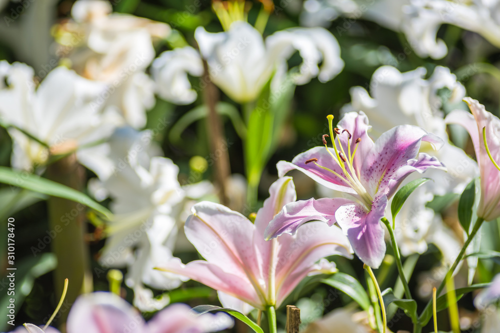 Pink Lilly flower