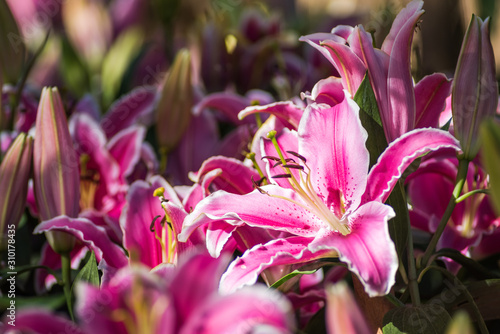 Pink Lilly flower