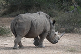 white rhino walking