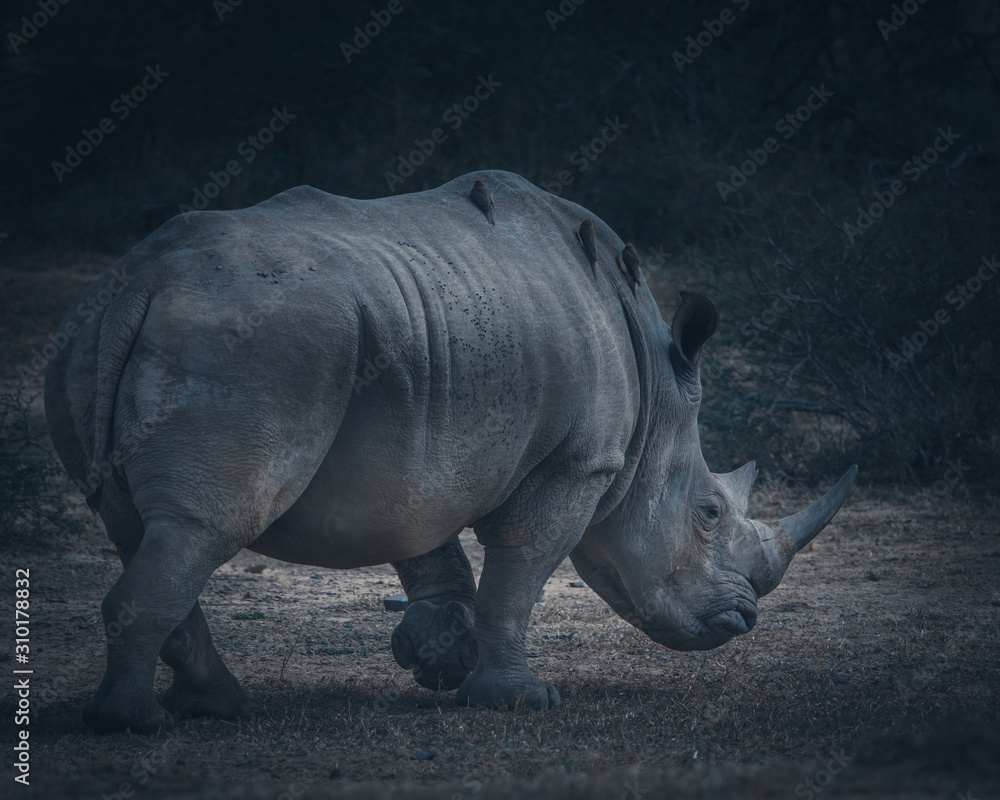 Obraz premium White Rhino