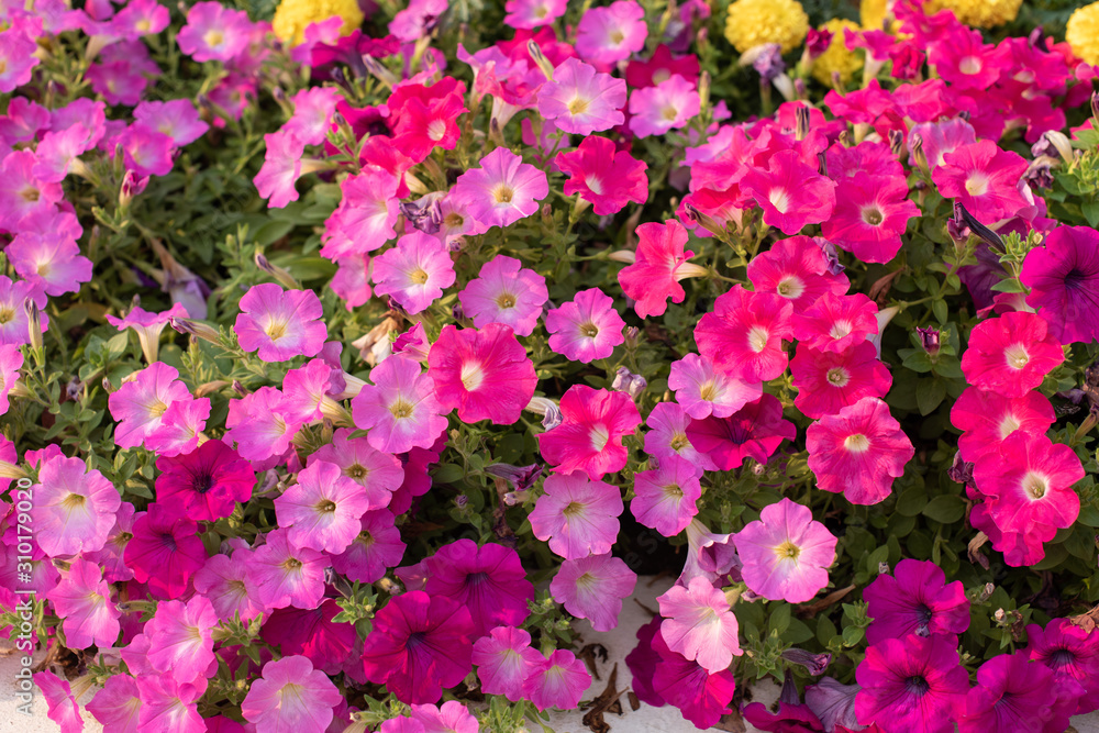 Obraz premium Petunia flower