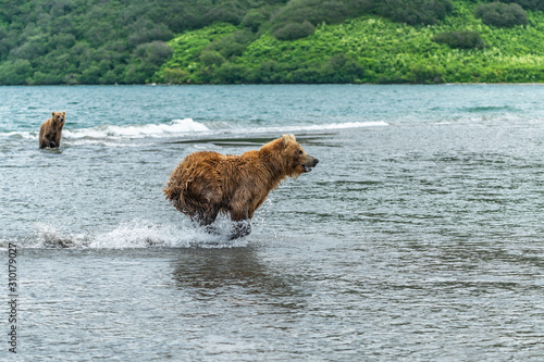 Ruling the landscape  brown bears of Kamchatka  Ursus arctos beringianus 