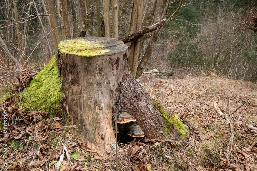 Colorful fungus on a tree stump in the woods Colorful fungus on a tree stump in the woods
