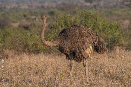 Ostrich