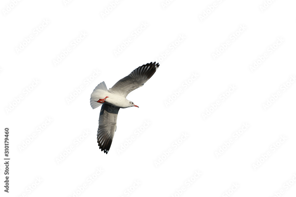 Fototapeta premium Seagull bird in flying action at bang-poo Thailand on the white background and cliping path.