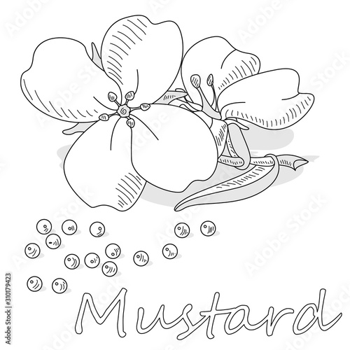 Collection of mustard vector illustrations: mustard seeds, flower, leaves and pod. Isolated on white background.