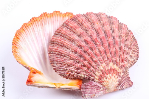 sea shell isolated on white