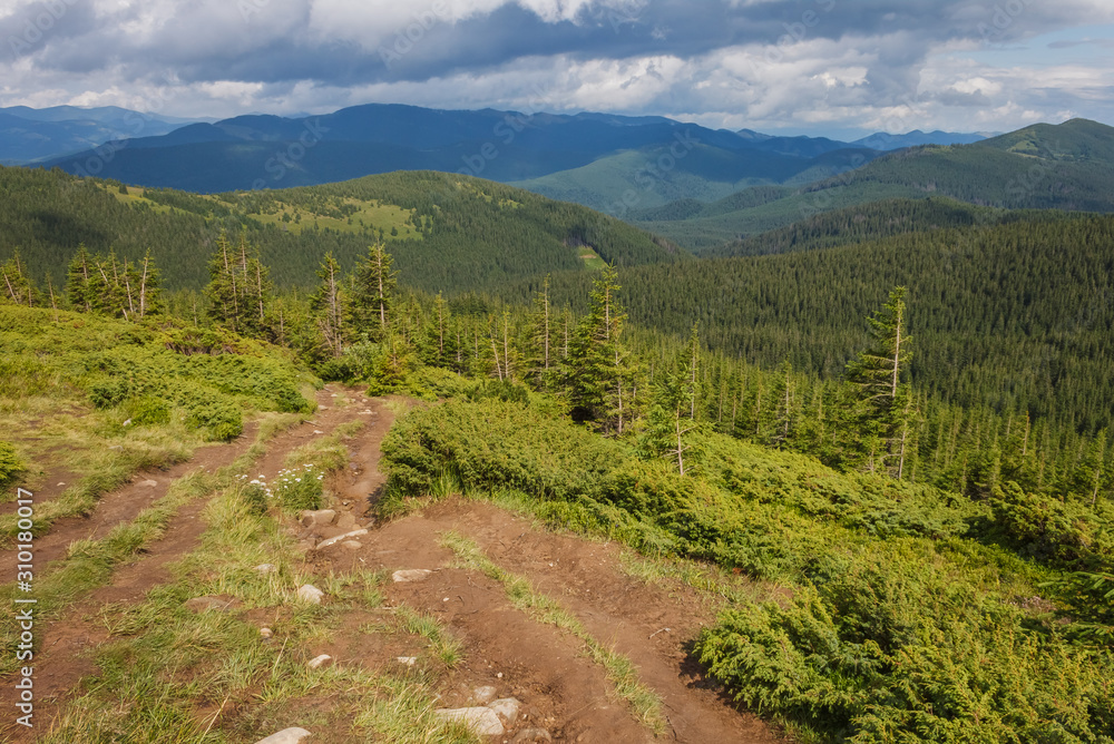 Mountain landscape. Mountain trails and forest after rain. 