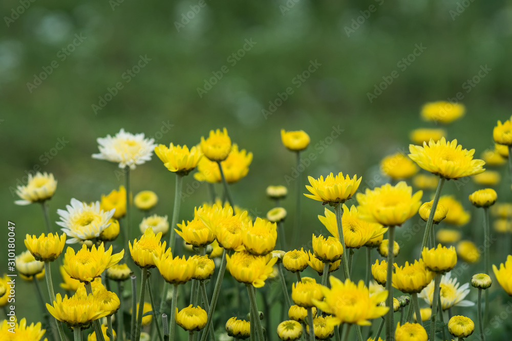 Obraz premium chrysanthemum flower