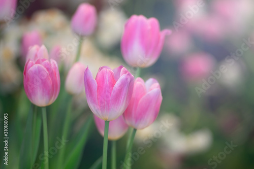 Colorful of tulips flowers against sunlight as floral background