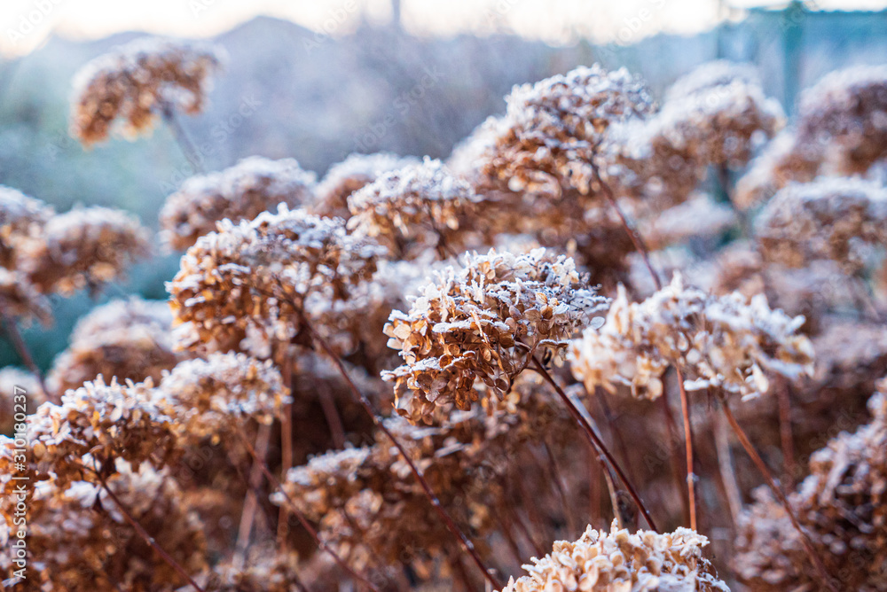 frozen hydrangea flowers in the garden frozen hydrangea flowers in the garden