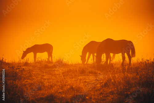 Group of horses grassing on autumn morning meadow. Orange photo, edit space.