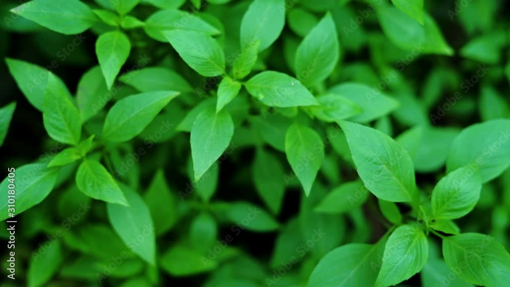 Basil plant in herbs garden Basil plant in herbs garden