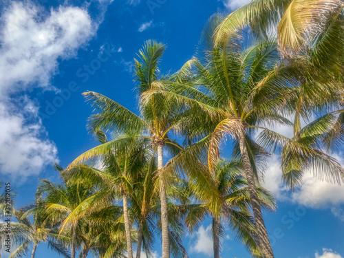 Looking up at a line of Coconut Palms at South Beach Miami