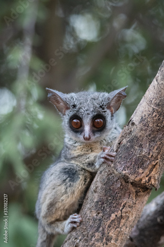 Lesser Bushbaby