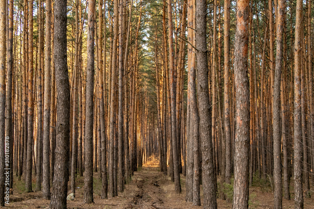 Fototapeta premium Pine forest of many trees on a sunny day