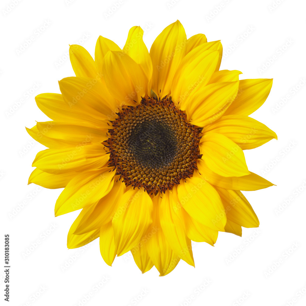 Obraz premium Sunflower