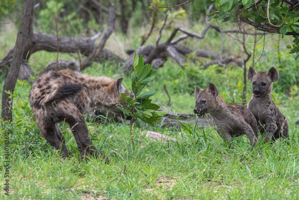 Hyena playing Hyena playing