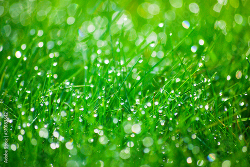 Green grass with dewdrops on the surface.Texture or background