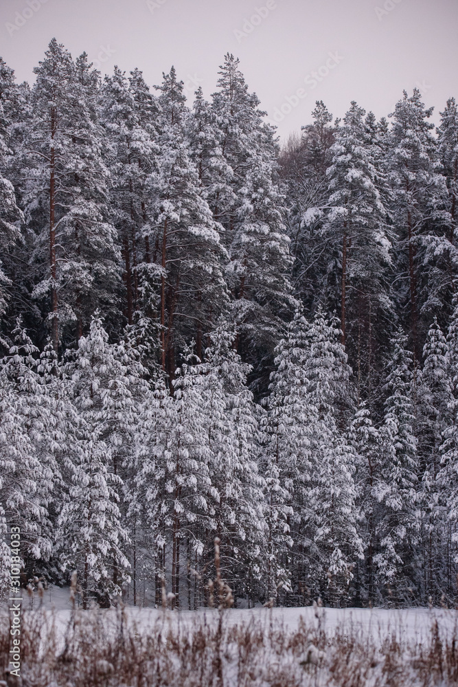 Fototapeta premium Snow covered pine trees in forest. Beautiful winter day.