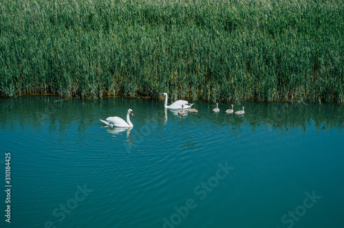 A family of swans is swimming on the lake © Yevhenii