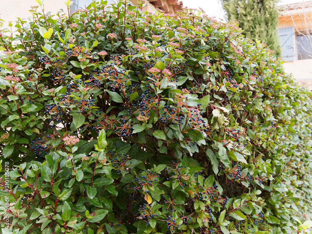 (Viburnum tinus) Lorbeerblättriger Schneeball als immergrüne