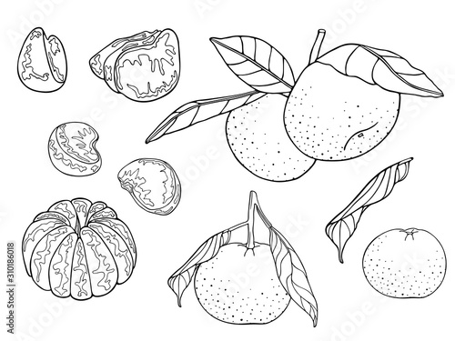 Mandarins set (oranges, clementine, tangerine) with leaves on a branch. Fresh citrus fruits, whole and slices, plant leaf. Hand drawn sketch. Vector illustration isolated on white background. Coloring