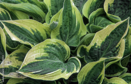 Photos Hosta 'Wide Brim' also known as plantain lily is a spring and summer flowering p