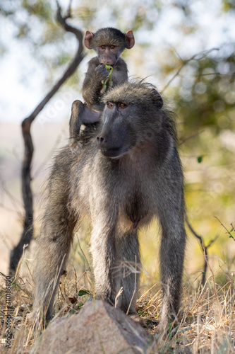 Mother baboon and baby © Kyle