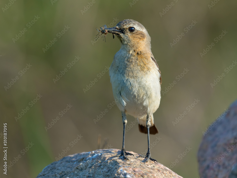 Mother Northern Wheatear posing on rock with full beak of insects for young children