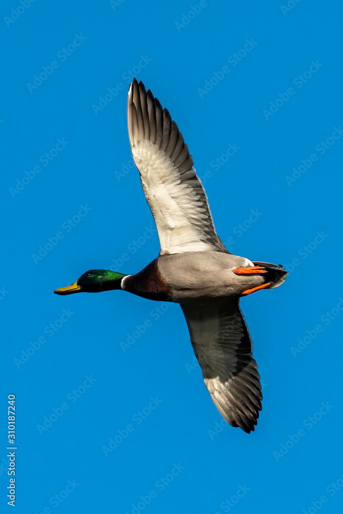 Obraz premium Male Mallard Duck (Anus platyrhynchos) bird in flight with a clear blue sky