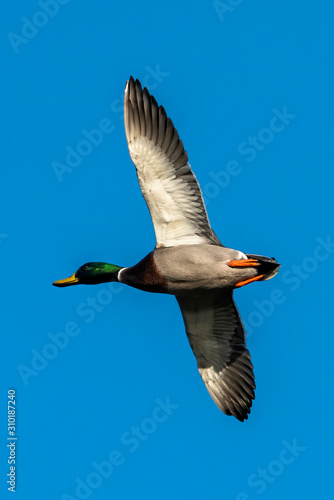 Male Mallard Duck (Anus platyrhynchos) bird in flight with a clear blue sky