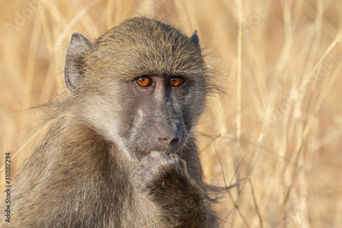 Baboon staring