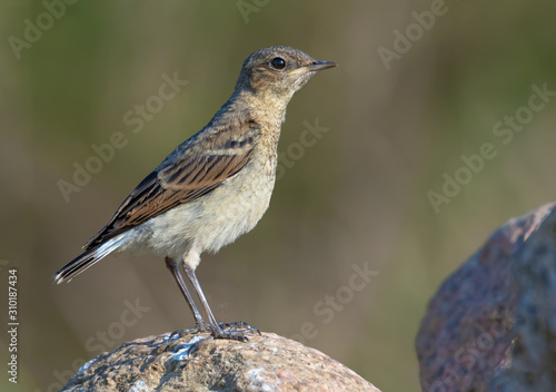 Juvenile Northern Wheatear posing on stone in young plumage feathers