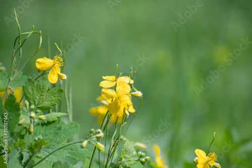 The small yellow wildflowers