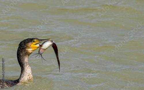 Cormorant with cat fish