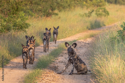 Konstfotografi Painted wolves in Manyeleti