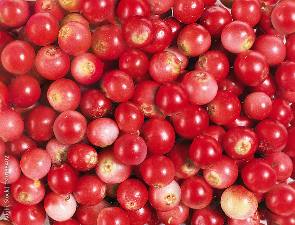 Autumn harvest of red currant close-up.Texture or background Autumn harvest of red currant close-up.Texture or background