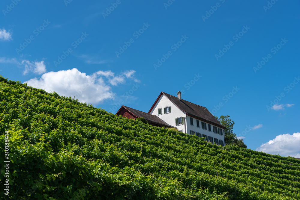 Vineyard on the Rhine river in Rheinau in Switzerland