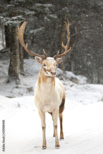 Fallow deer stag  Dama dama  with large antlers poses in a winter field in Canada
