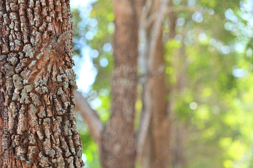 Nature wooden texture in the garden or park, tree skin with blurred background of tree in the garden ,shallow DOF Nature wooden texture in the garden or park, tree skin with blurred background of tree in the garden ,shallow DOF