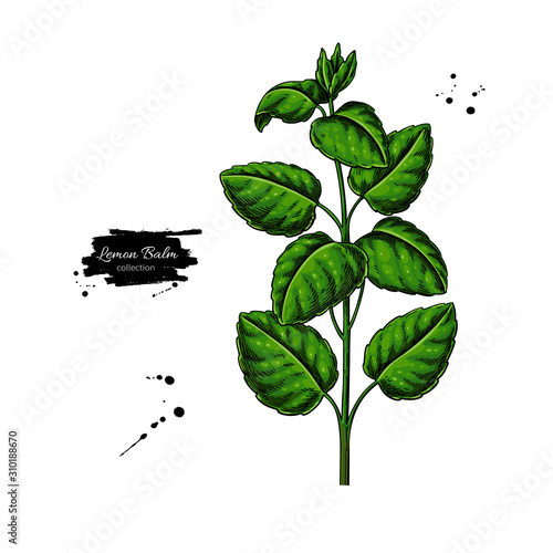 Lemon balm vector drawing. Isolated medical plant branch with leaves.