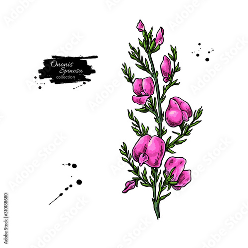 Ononis spinosa vector drawing. Isolated medical flower and leaves.